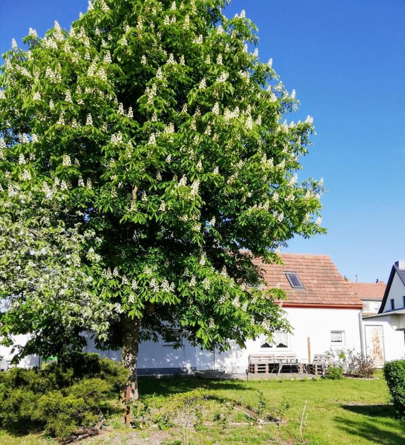 Ferienwohnung Lodig Gross Sarchen Extérieur photo
